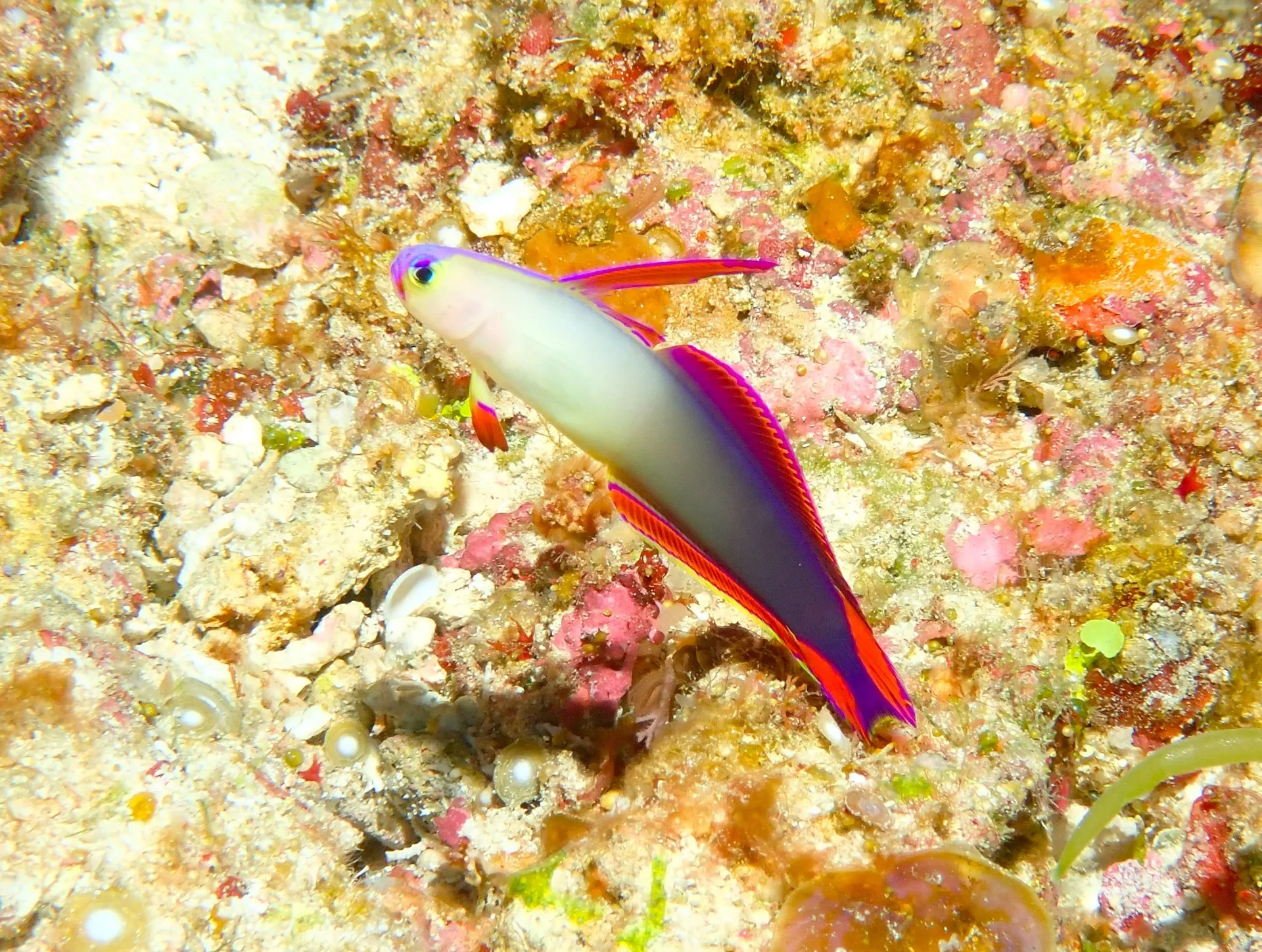 沖縄本島ビーチダイビング アケボノハゼ -DIVEGIFT