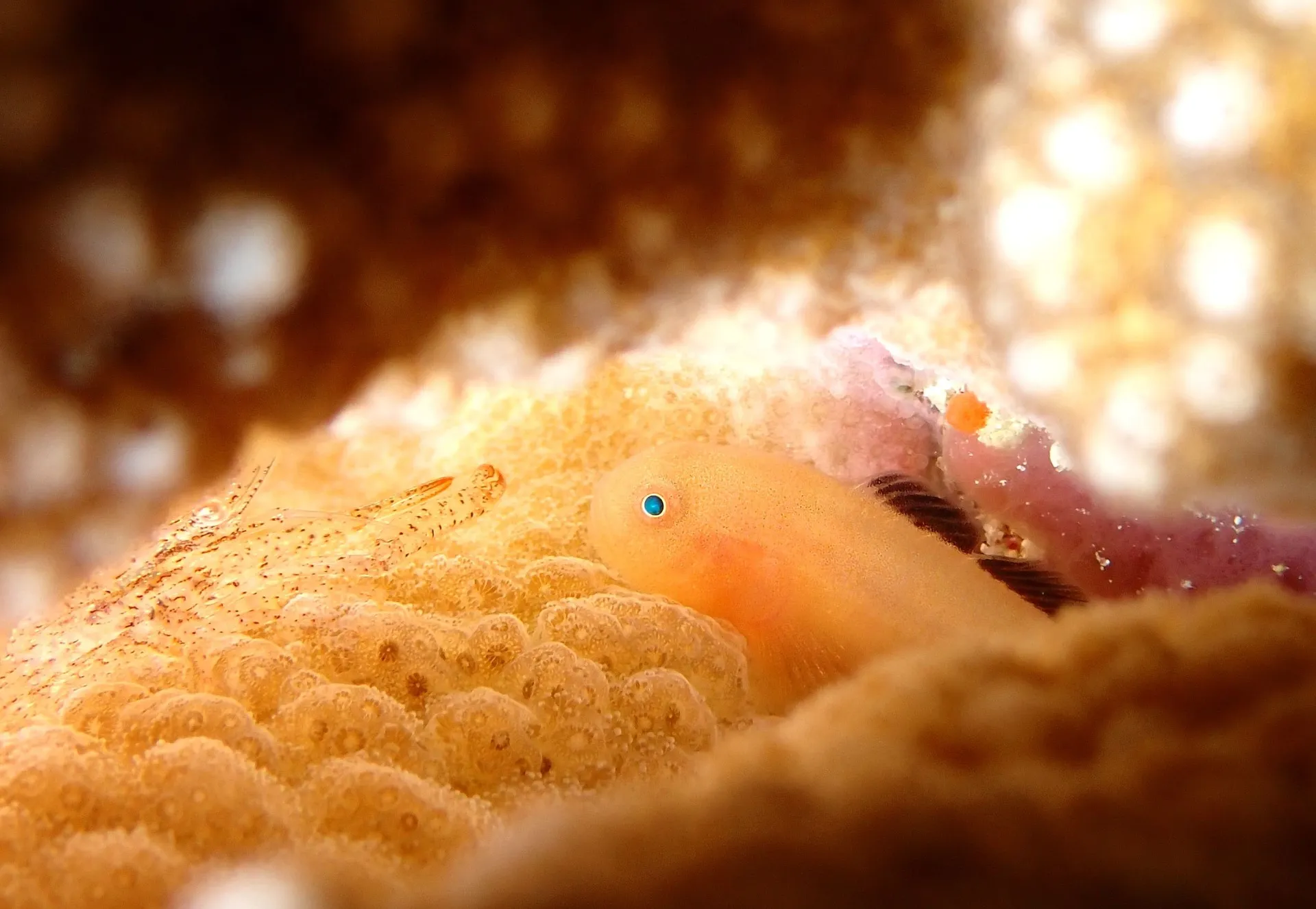 沖縄本島ビーチダイビング カサイダルマハゼ -DIVEGIFT