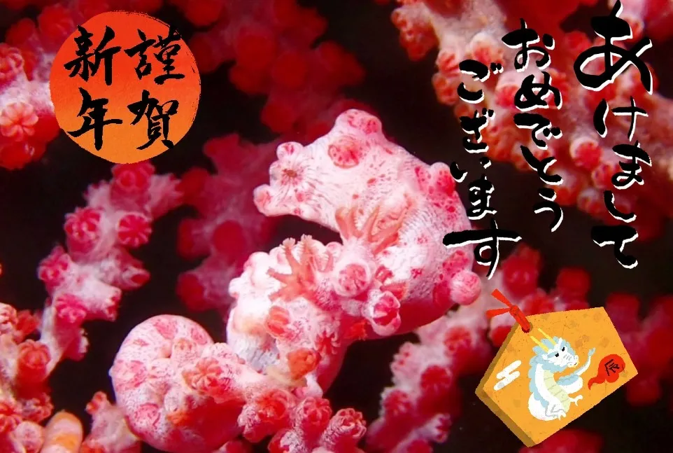 あけましておめでとうございます!! -DIVEGIFT